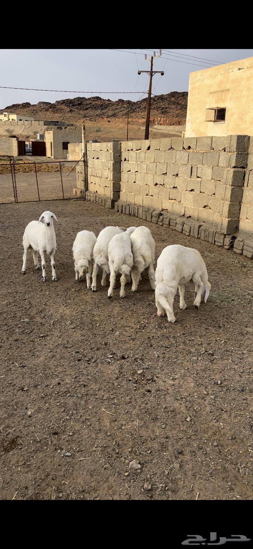 بهم تربيه للبيع - تم البيع64513166688769110