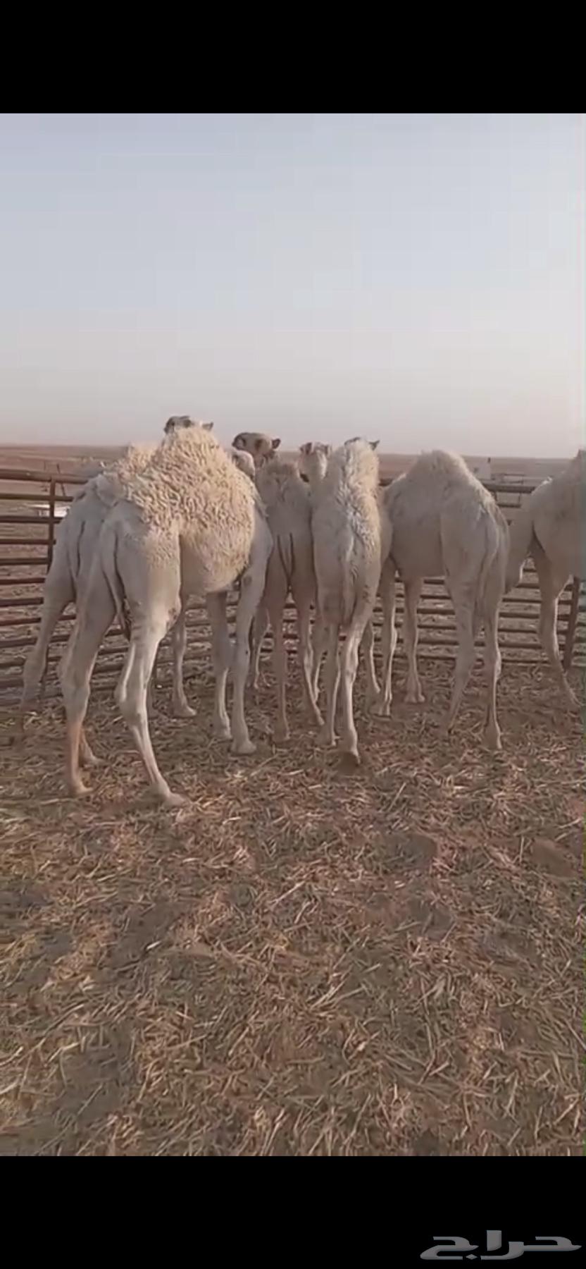 قعدان للبيع64512580713601113