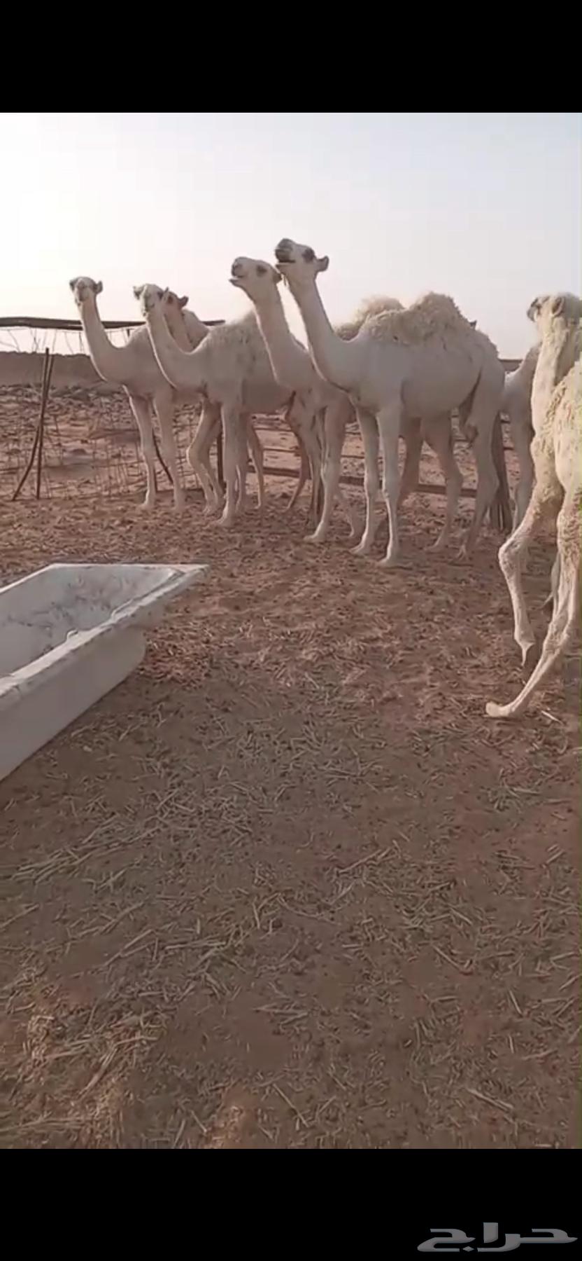 قعدان للبيع64512580713601112