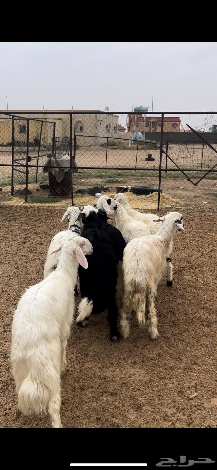 Sheep and rakhals64512748558338112