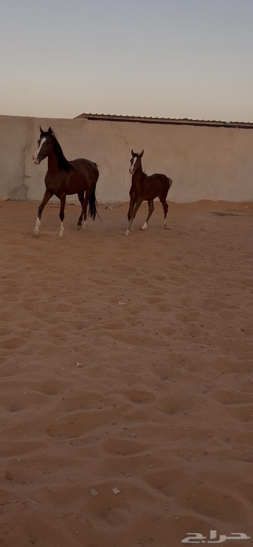 للبيع فرس عربيه64513742271490111