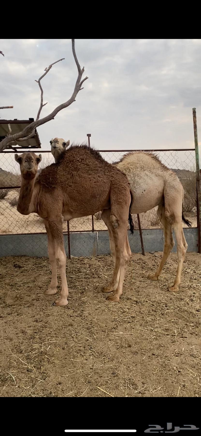 Two chickens I held them64518261955969110