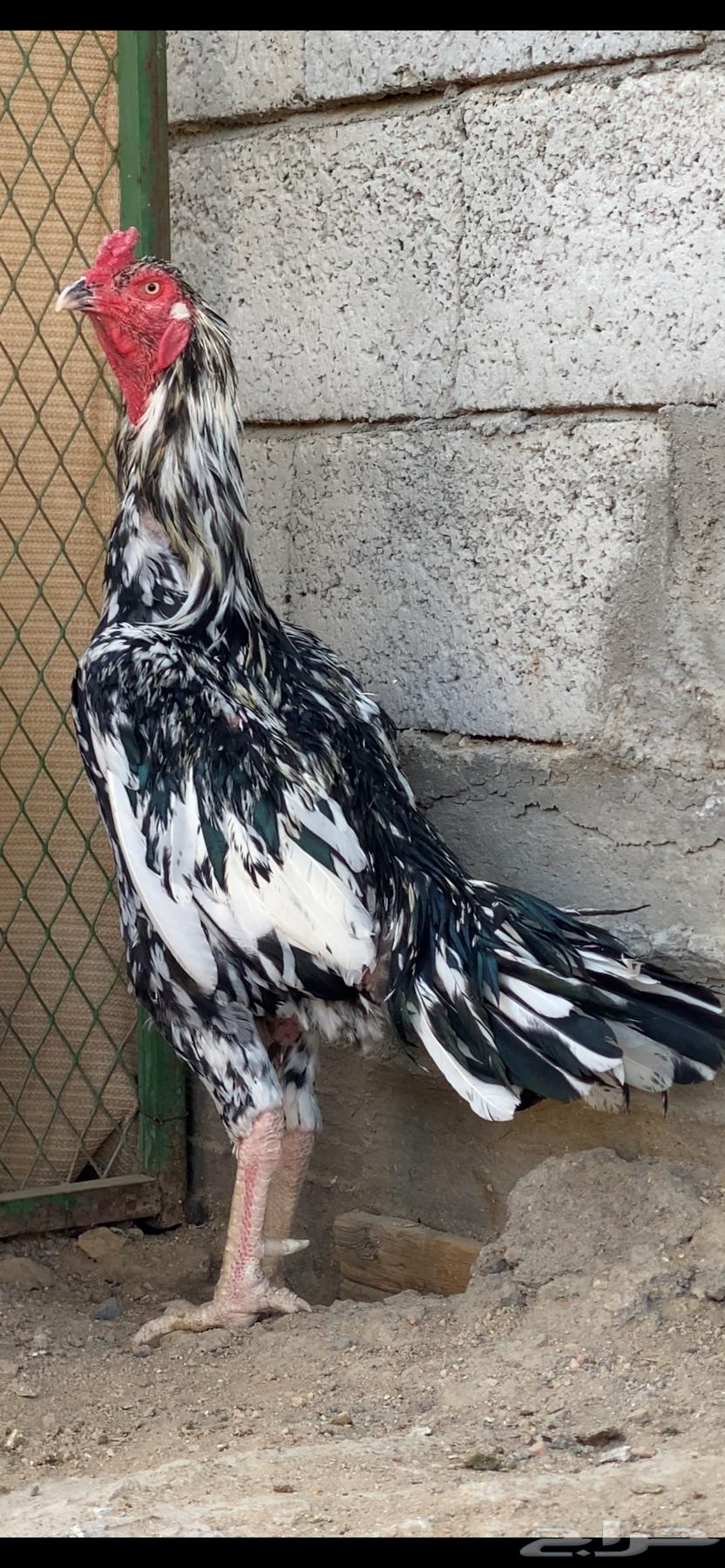 دجاجه سنديه معها فرخين انتاج غبشان ( تم البيع )64514334318338113