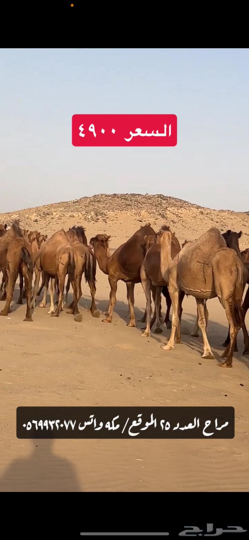 ابل نياق سواحل(( تم البيع ))64517719069441112