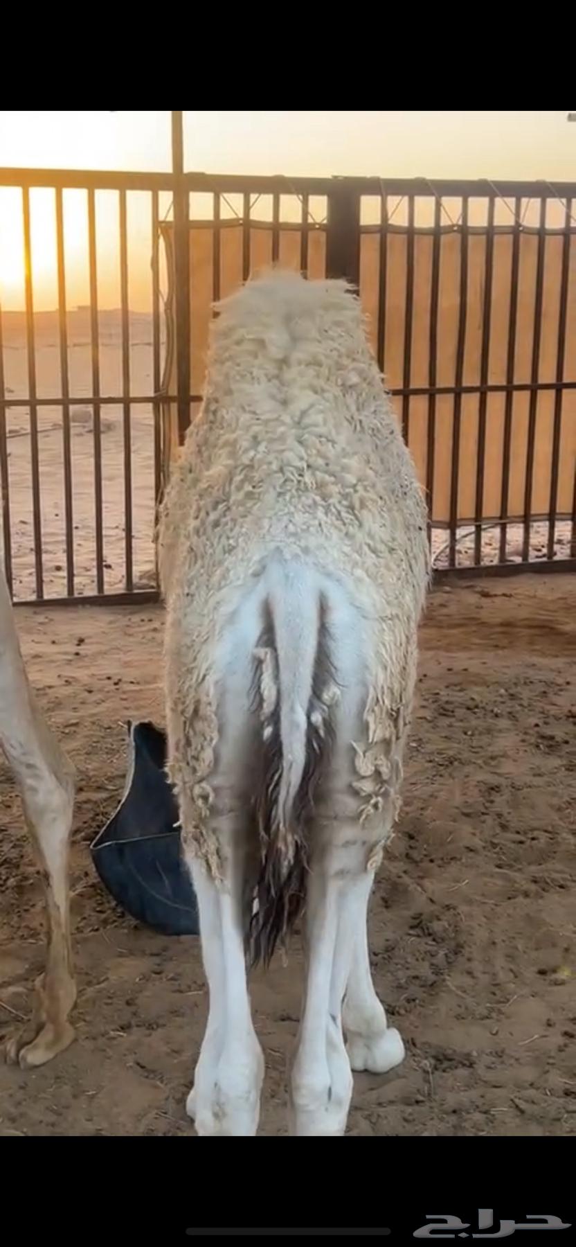 قعود قصب لباني64514265466625111