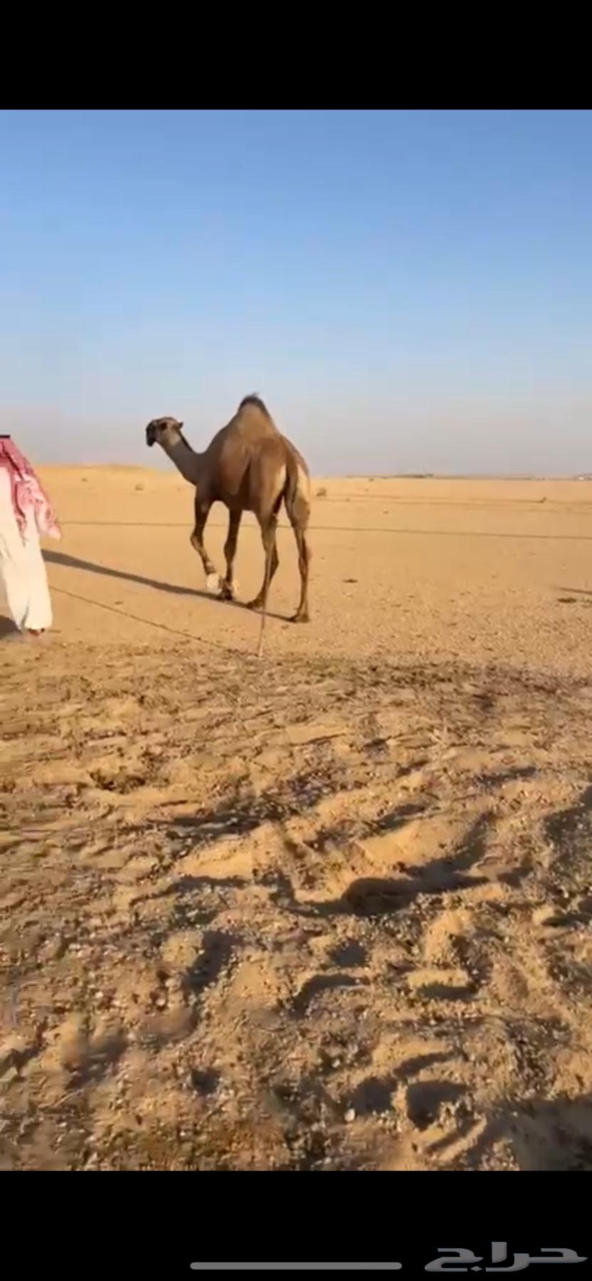 فحل اصفر قريني64511029459714110