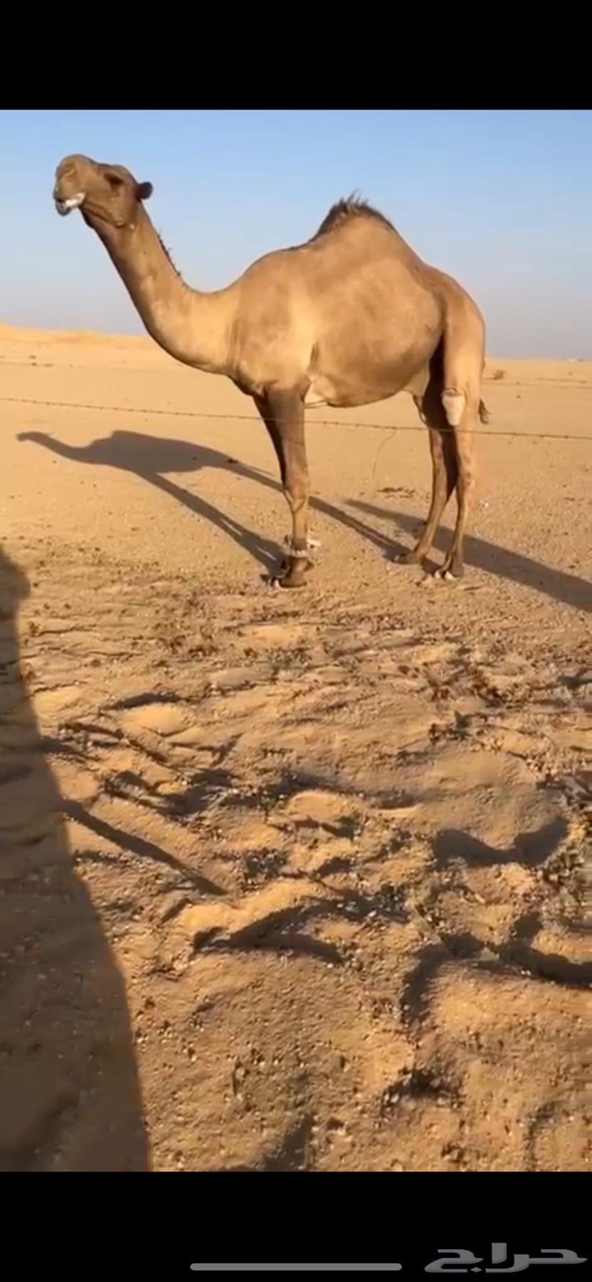 فحل اصفر قريني64511029459714111