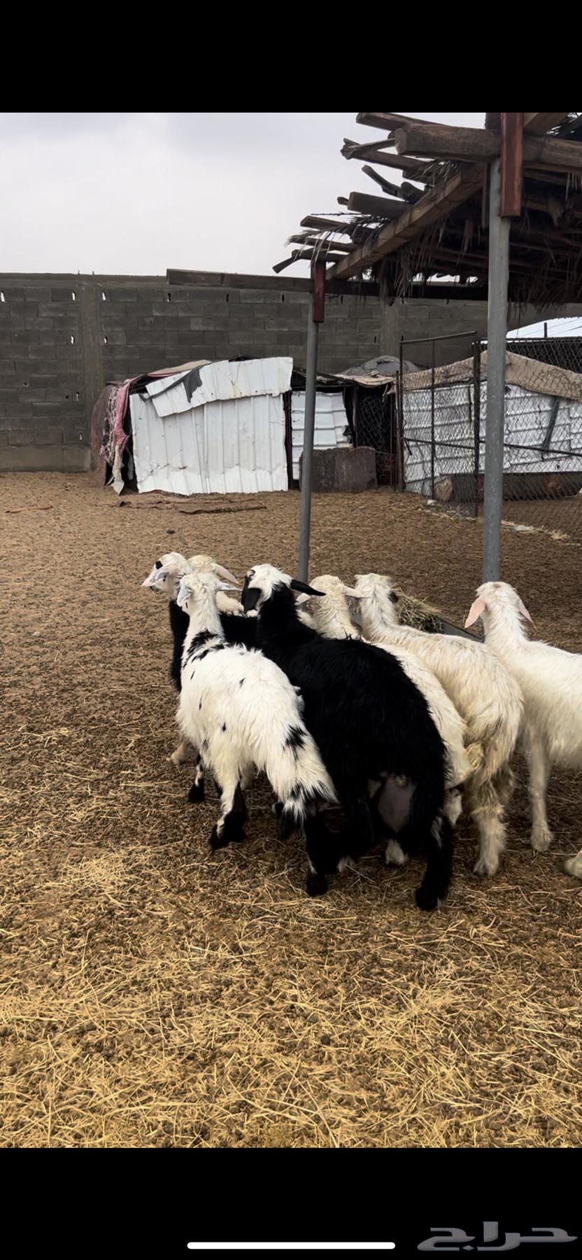 Sheep and rakhals64512748558338111