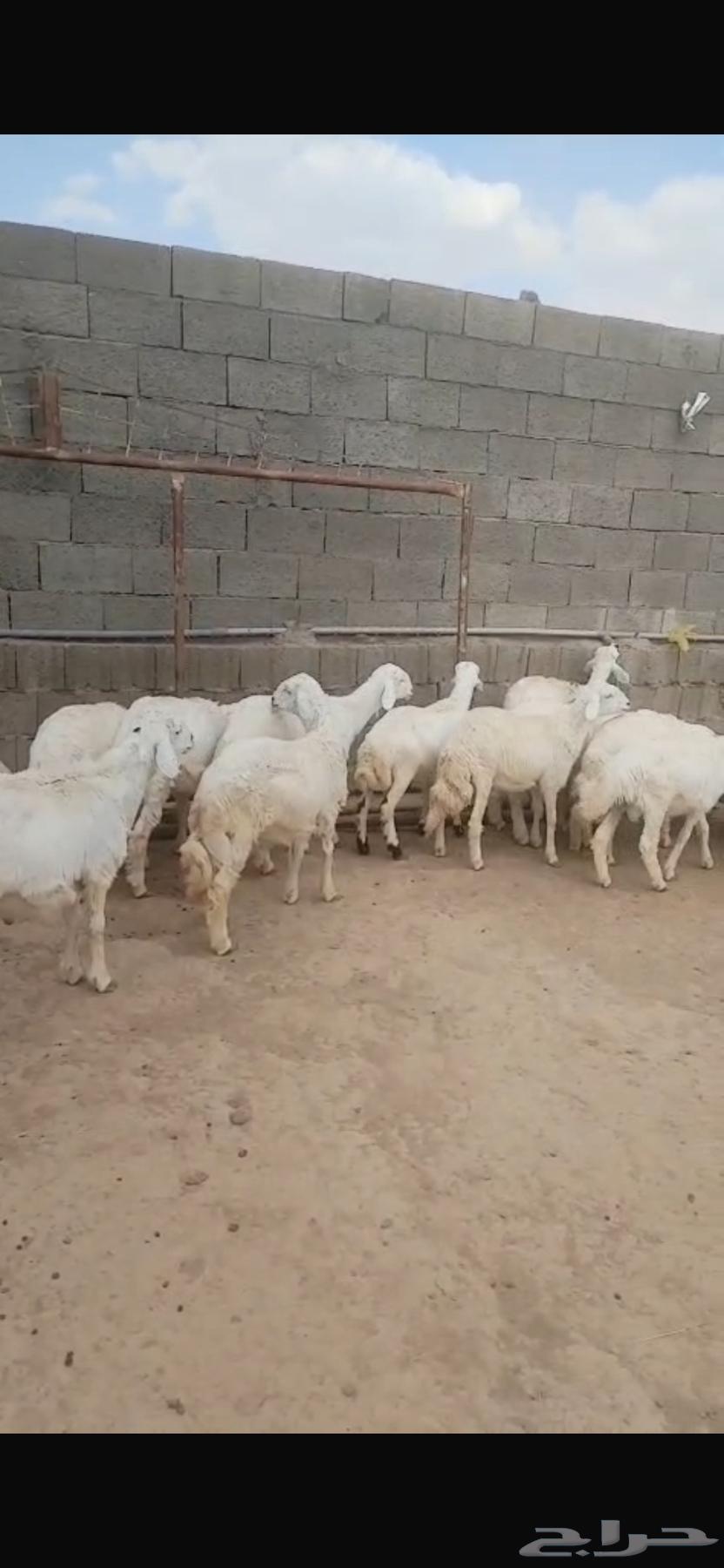 Sheep64517206163331112