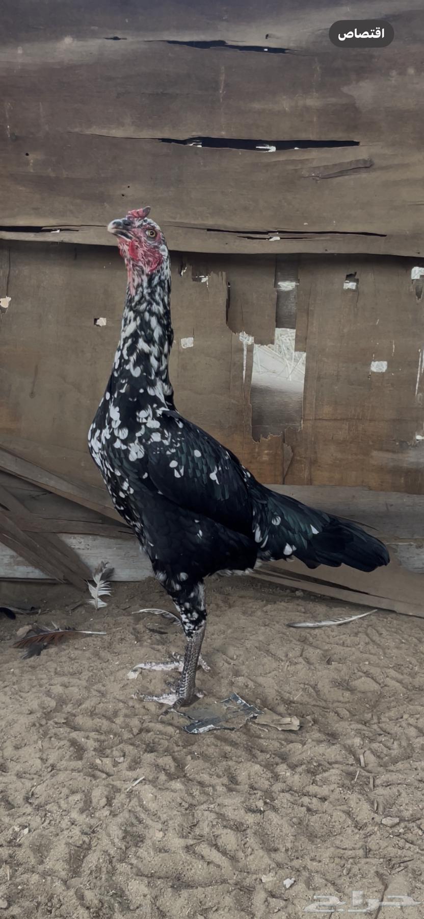 Sindhi Couple64518353649155110