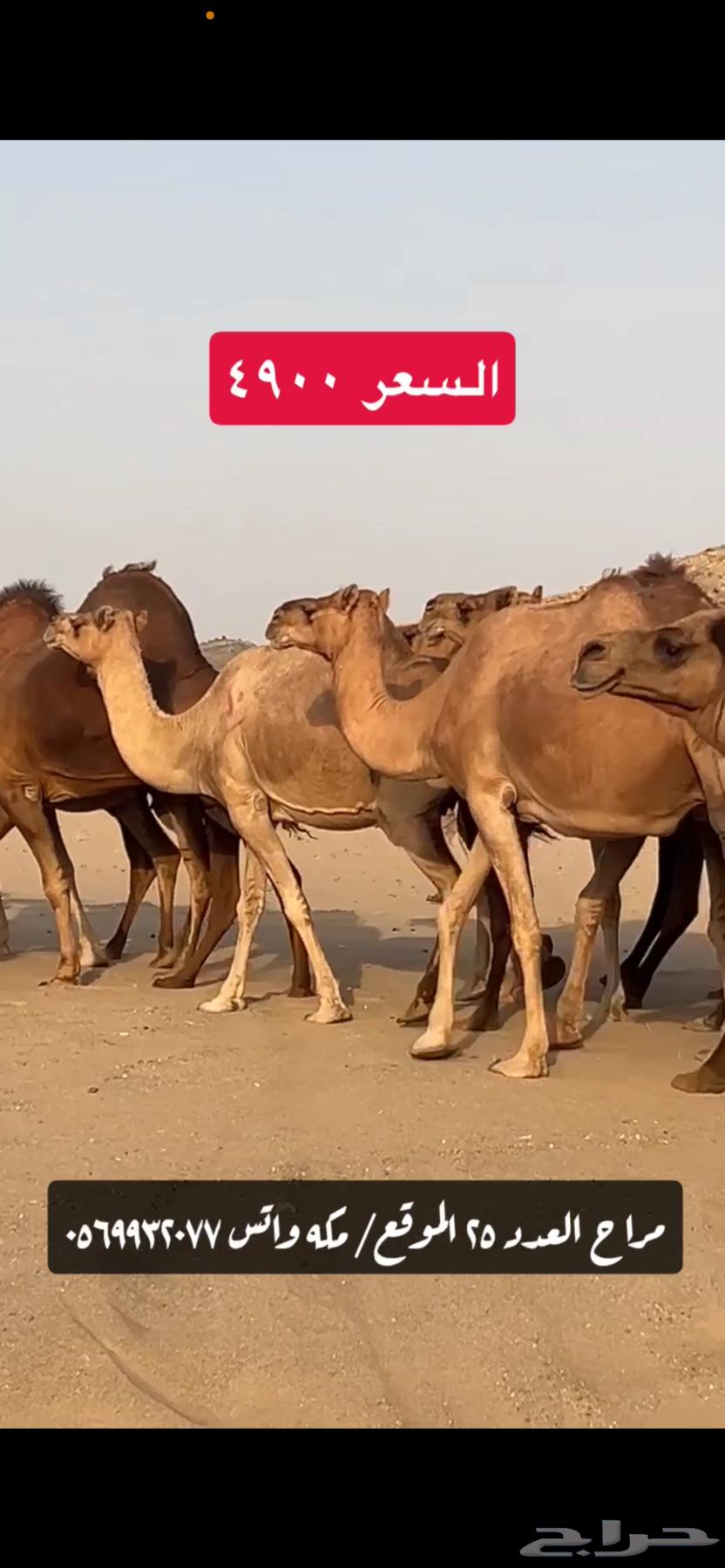 ابل نياق سواحل(( تم البيع ))64517719069441113