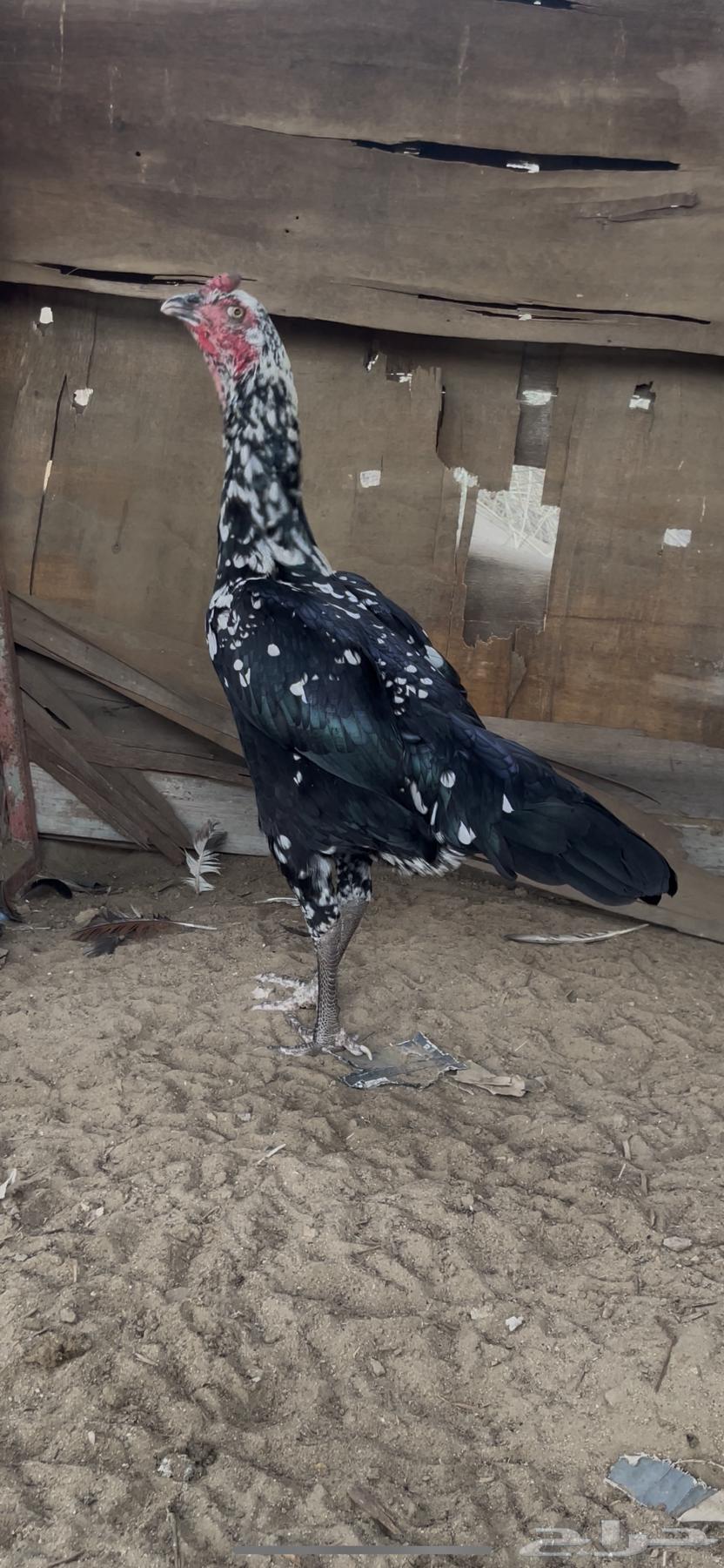 Sindhi Couple64518353649155112