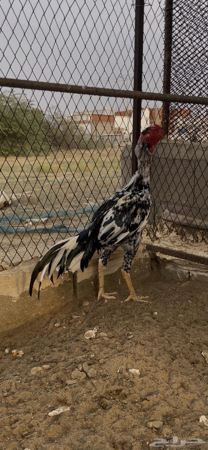 Sindhi Couple64518353649155114