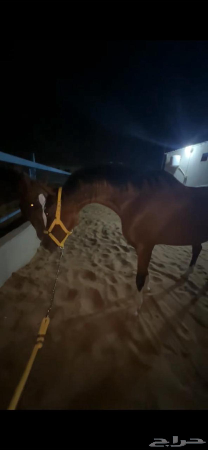 للبيع فرس عربيه64513742271490113