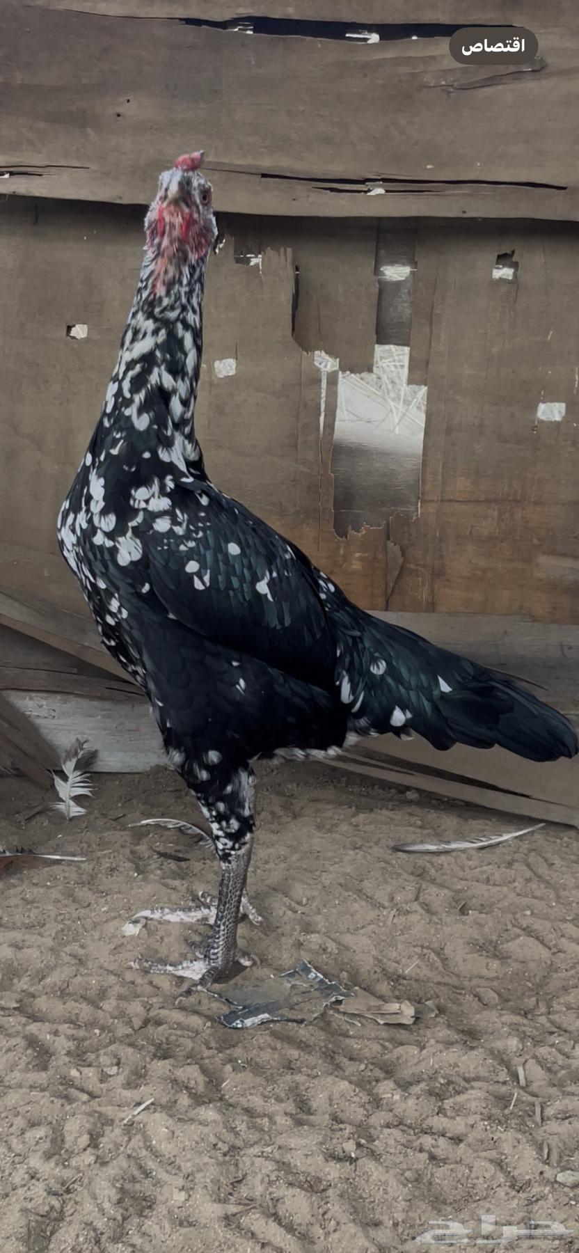 Sindhi Couple64518353649155111