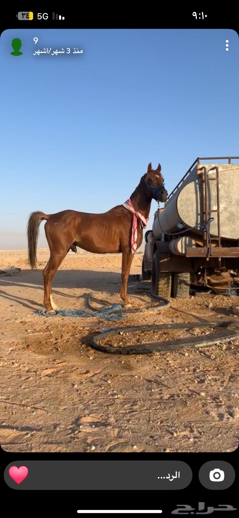 حصان للبيع64513687009283110