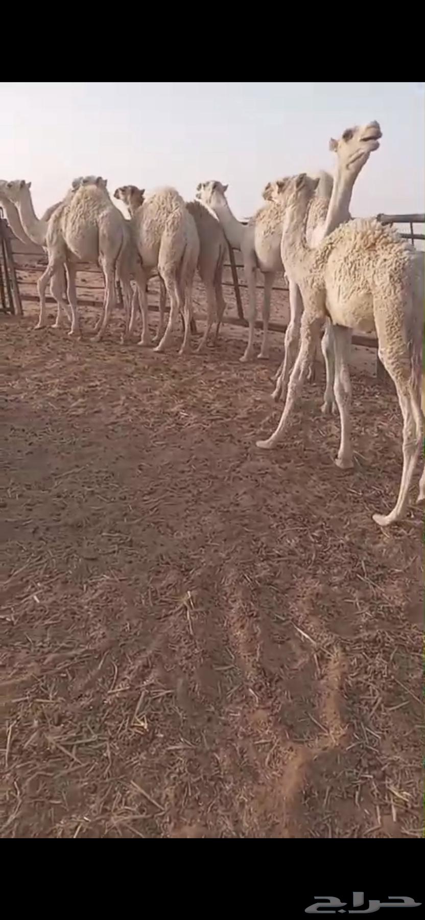 قعدان للبيع64512580713601111