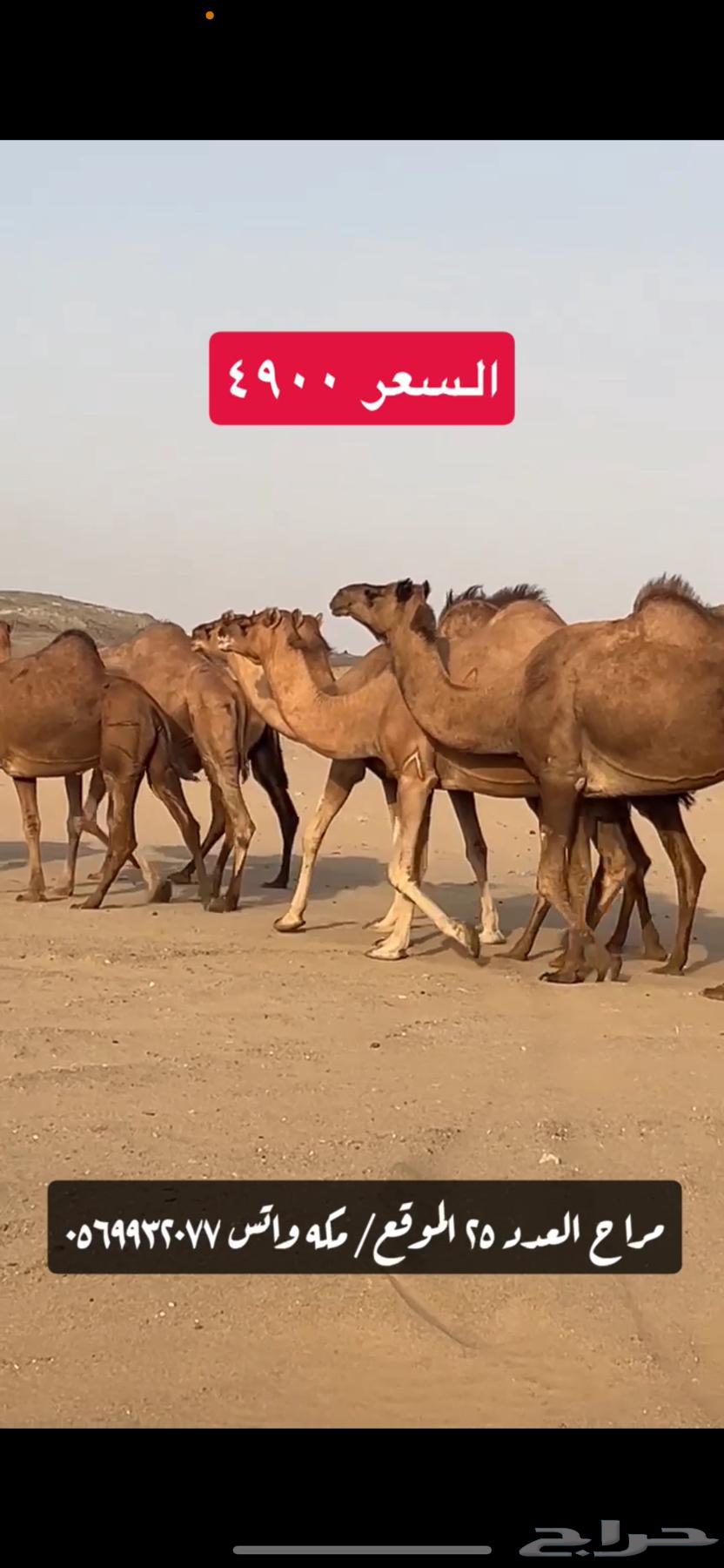 ابل نياق سواحل(( تم البيع ))64517719069441111