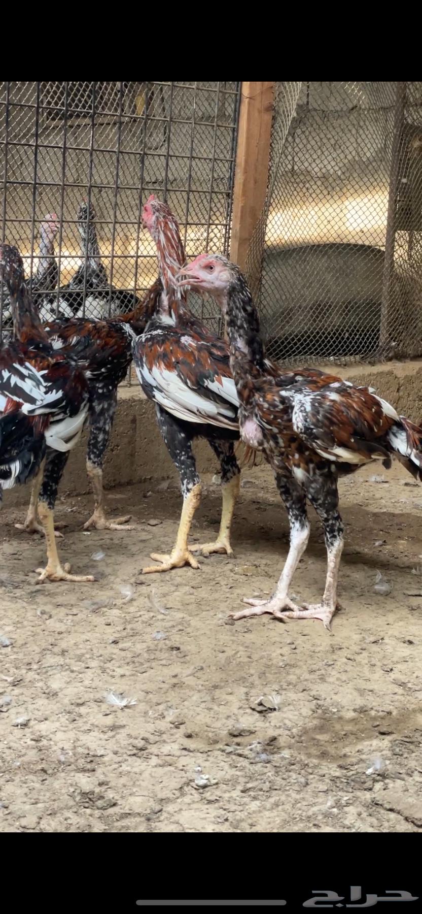 للبيع ديوك سندي64518479671298111