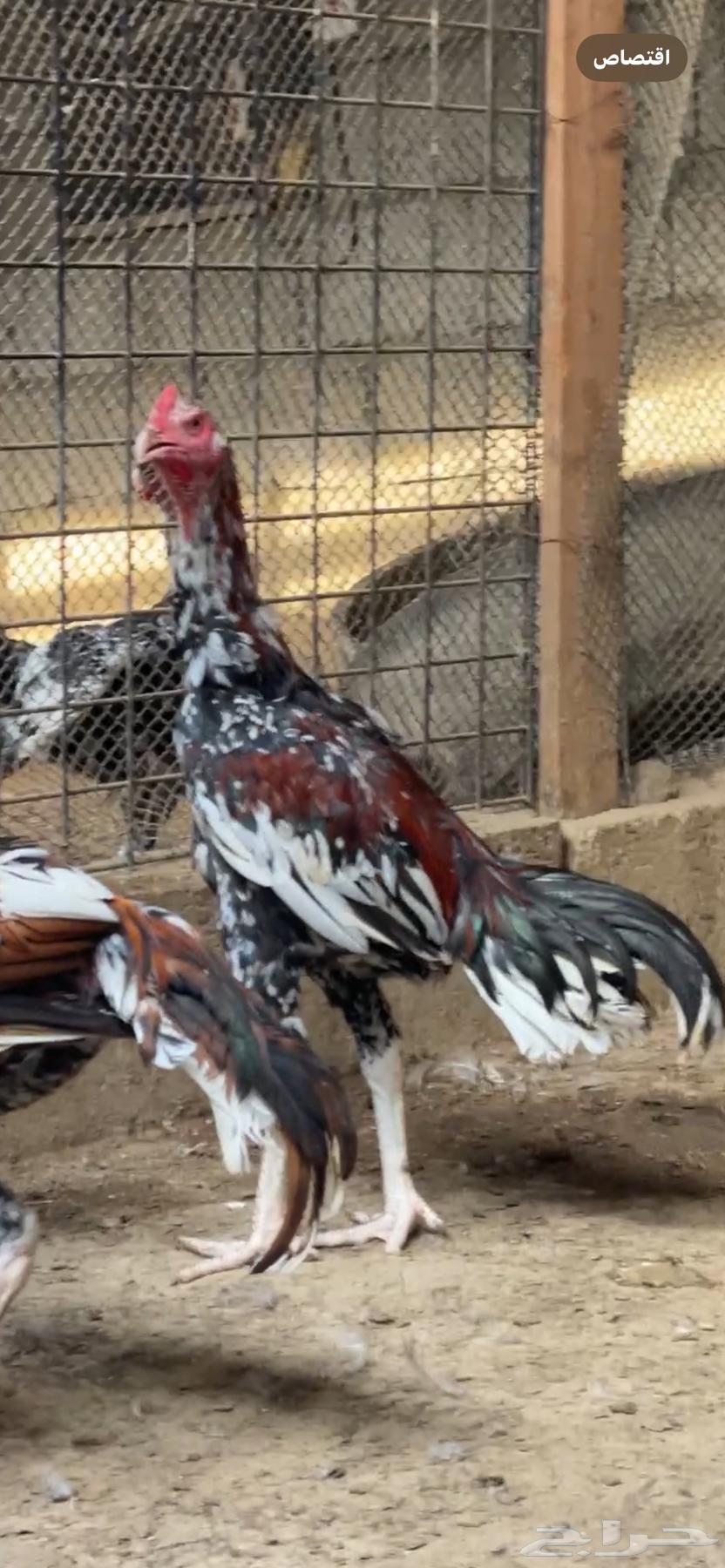 للبيع ديوك سندي64518479671298110