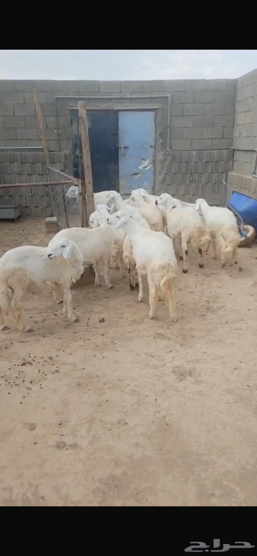 Sheep64517206163331111