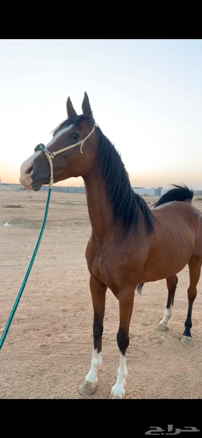 للبيع فرس عربيه64513742271490112