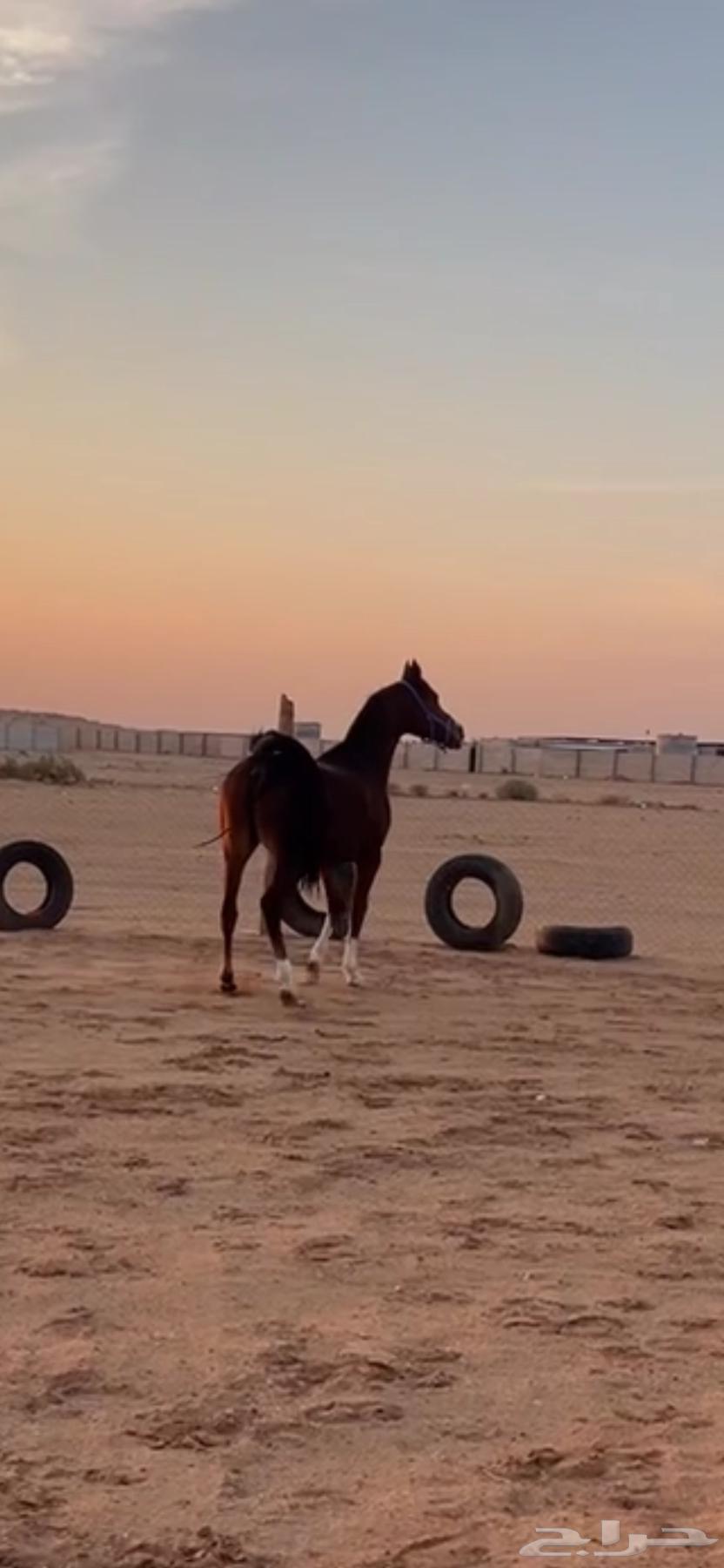 للبيع فرس عربيه64513742271490110