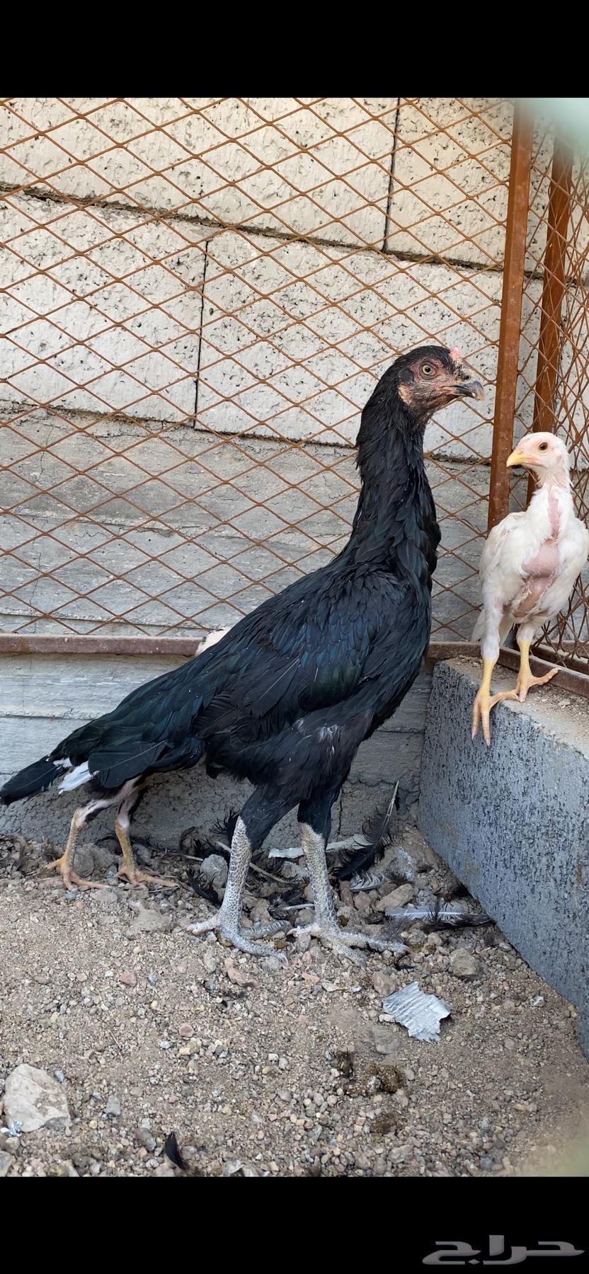 دجاجه سنديه معها فرخين انتاج غبشان ( تم البيع )64514334318338111