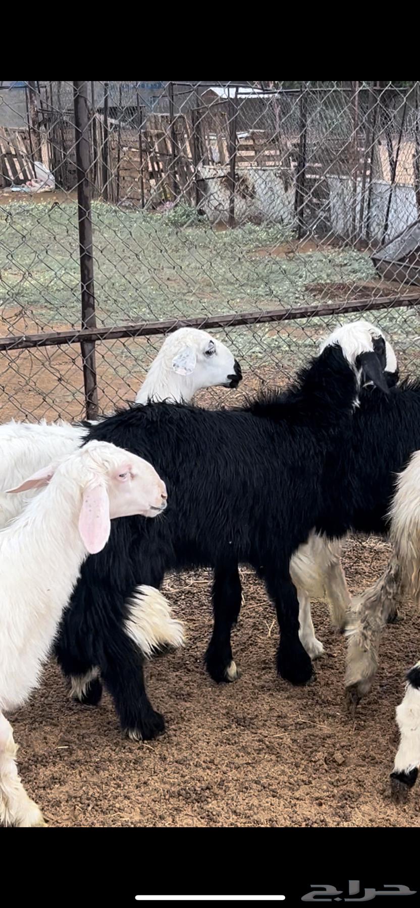 Sheep and rakhals64512748558338110