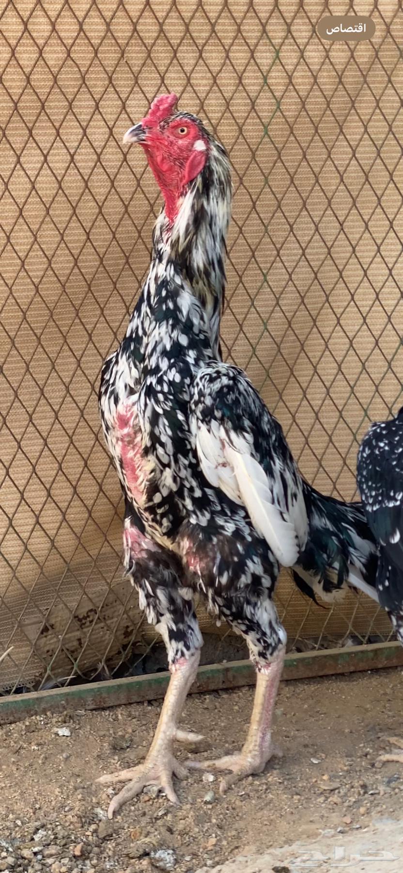 دجاجه سنديه معها فرخين انتاج غبشان ( تم البيع )64514334318338112