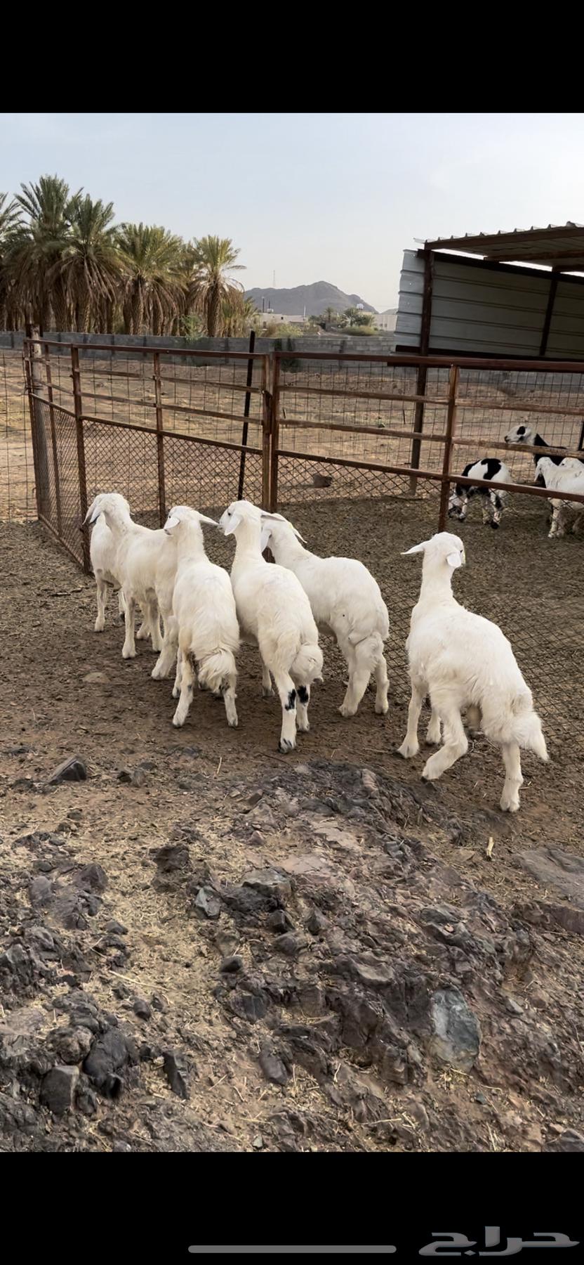 بهم تربيه للبيع - تم البيع64513166688769111