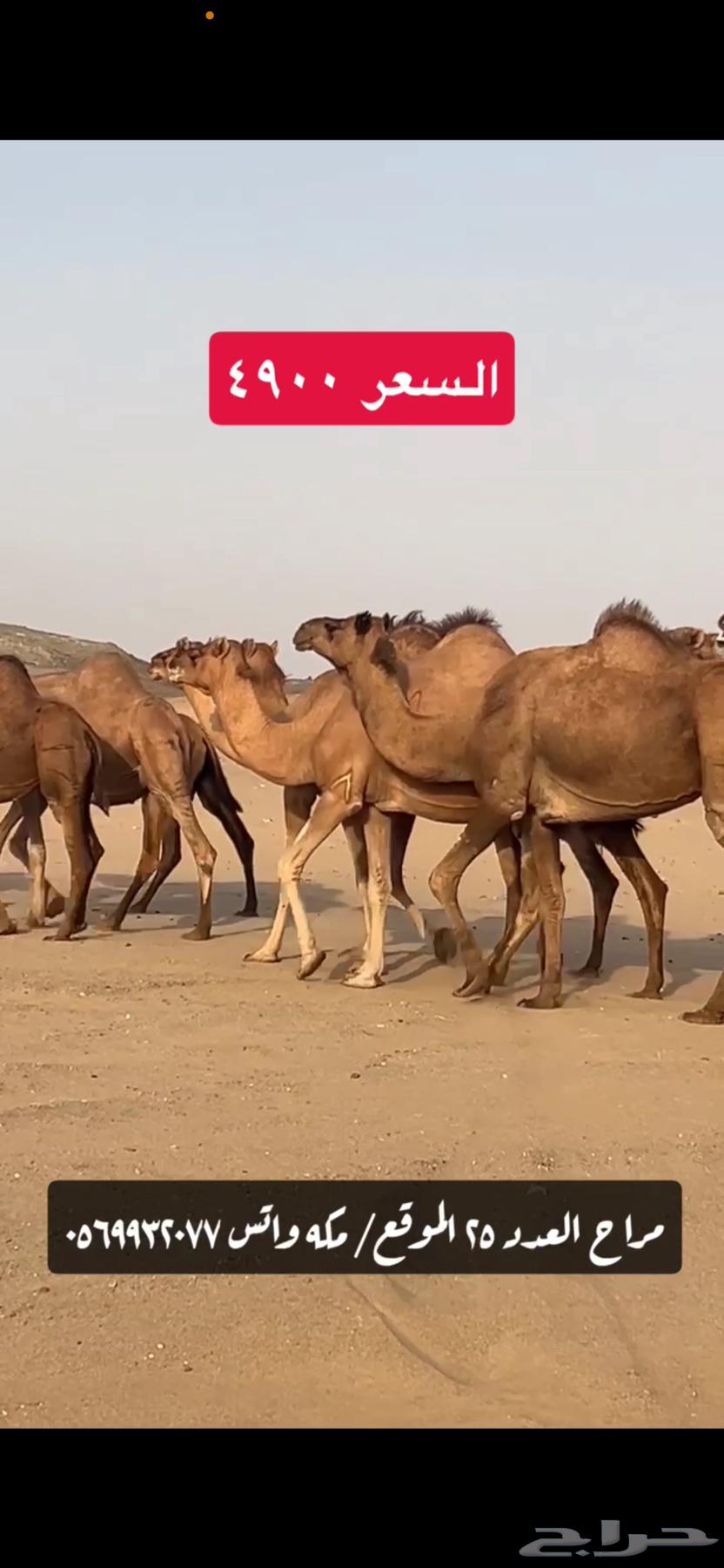 ابل نياق سواحل(( تم البيع ))64517719069441114