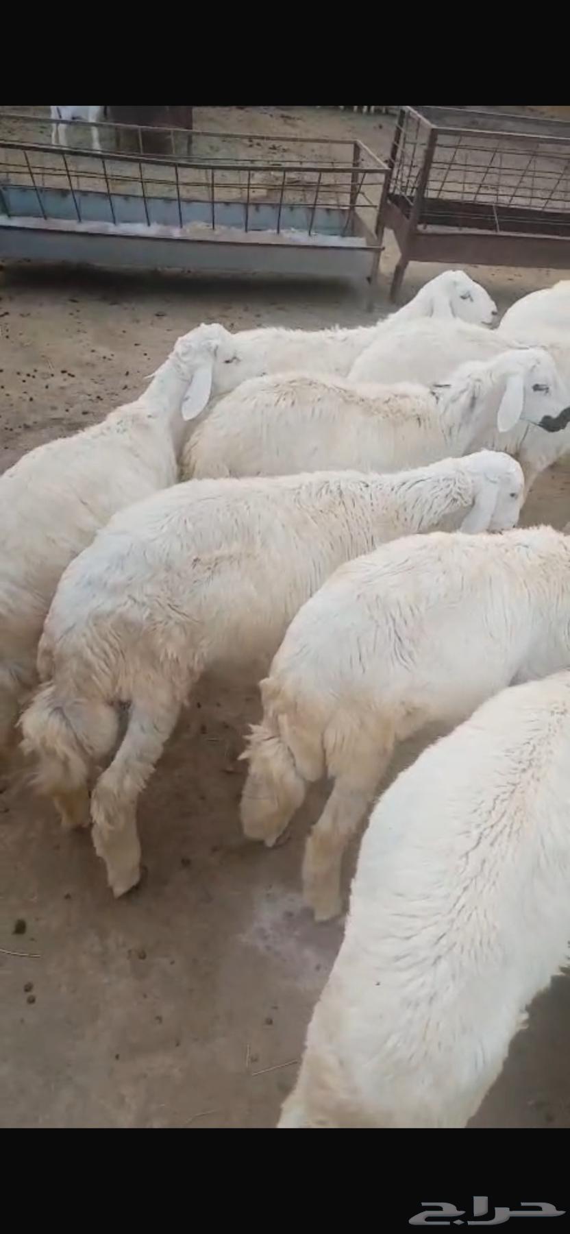 Sheep64517206163331110