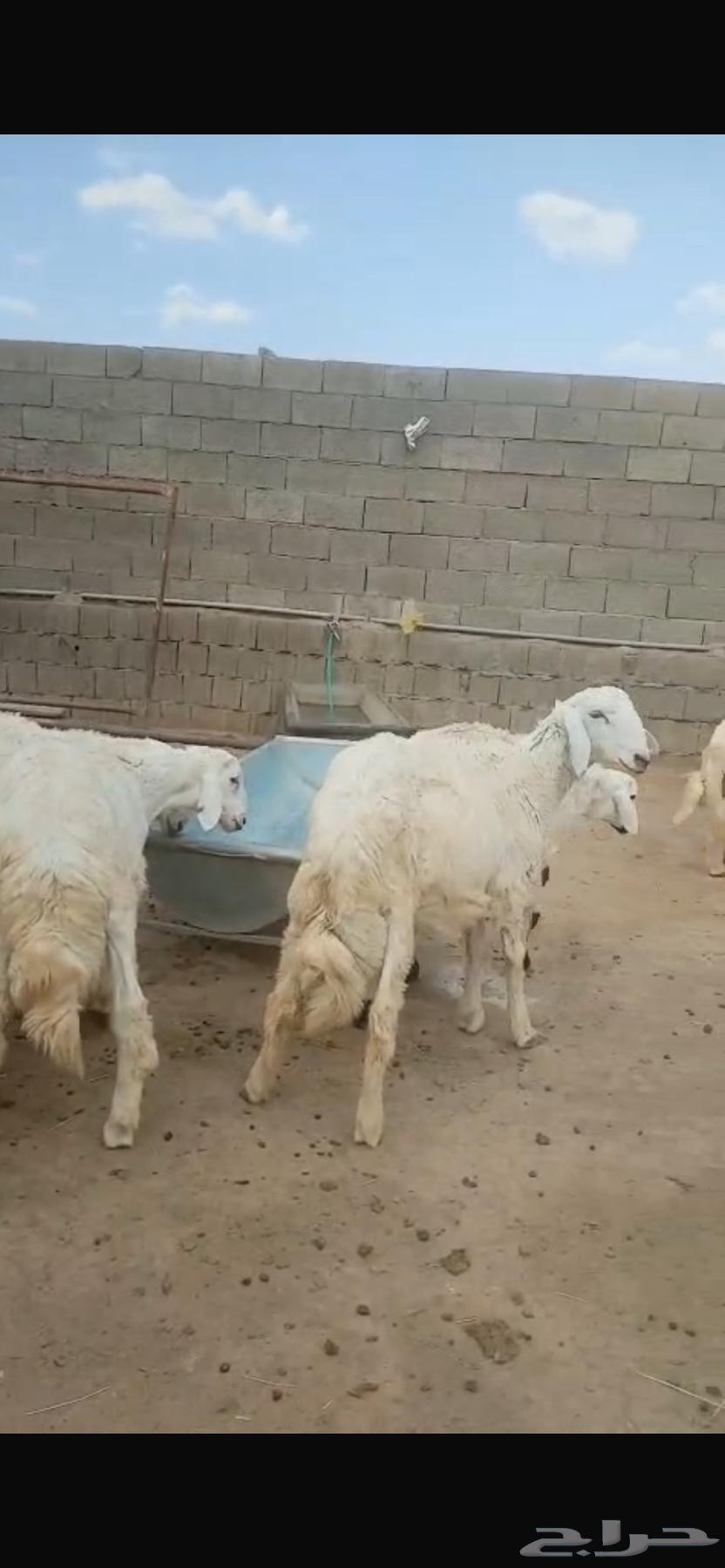 Sheep64517206163331113