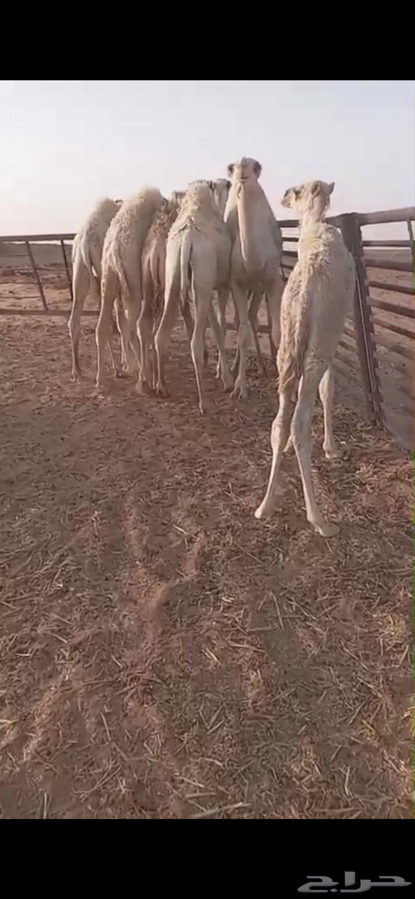 قعدان للبيع64512580713601114