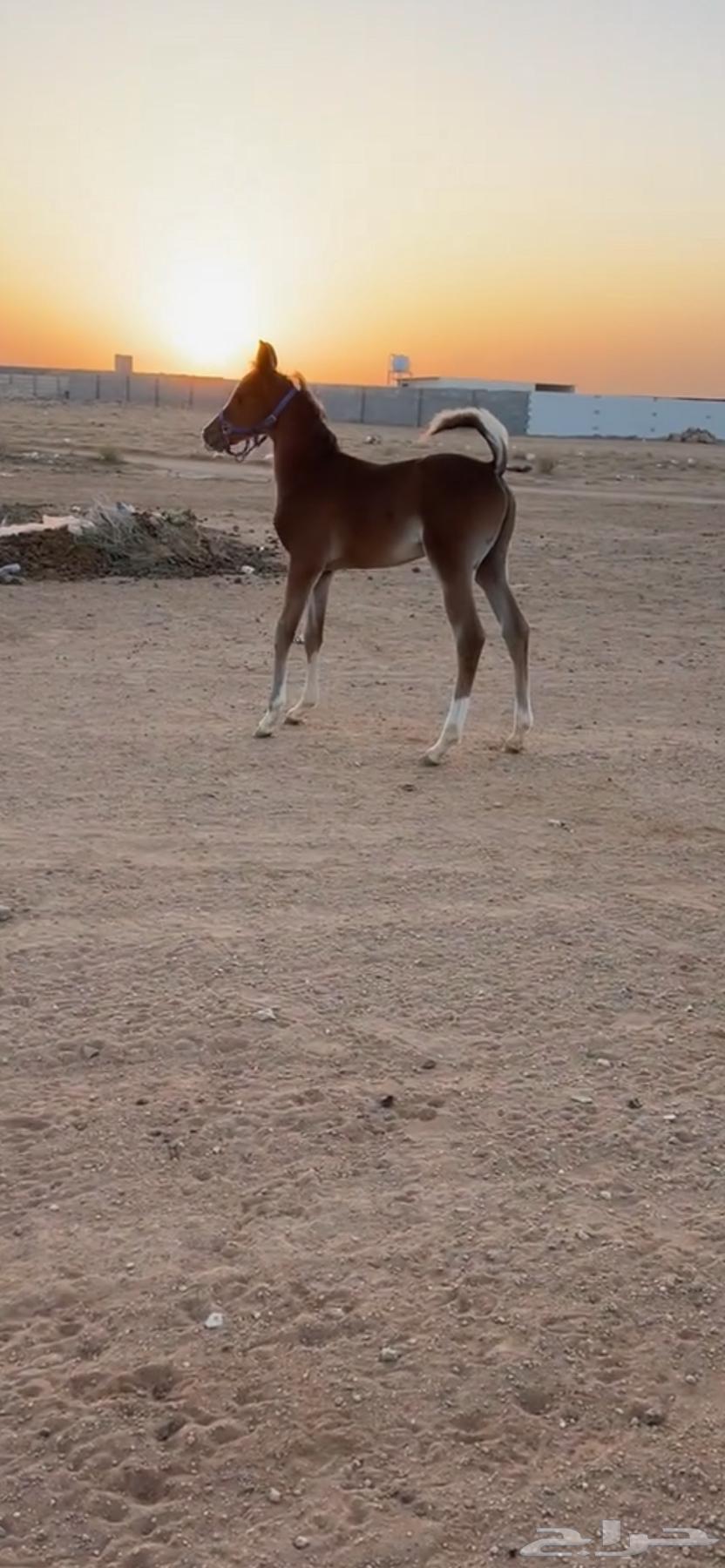 للبيع فرس عربيه64513742271490114