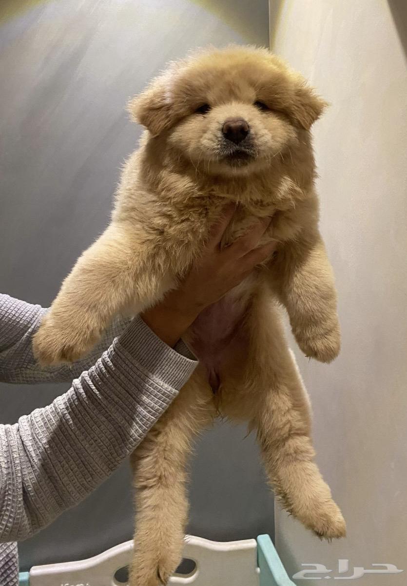 Chow Chow Puppies64511071499267111