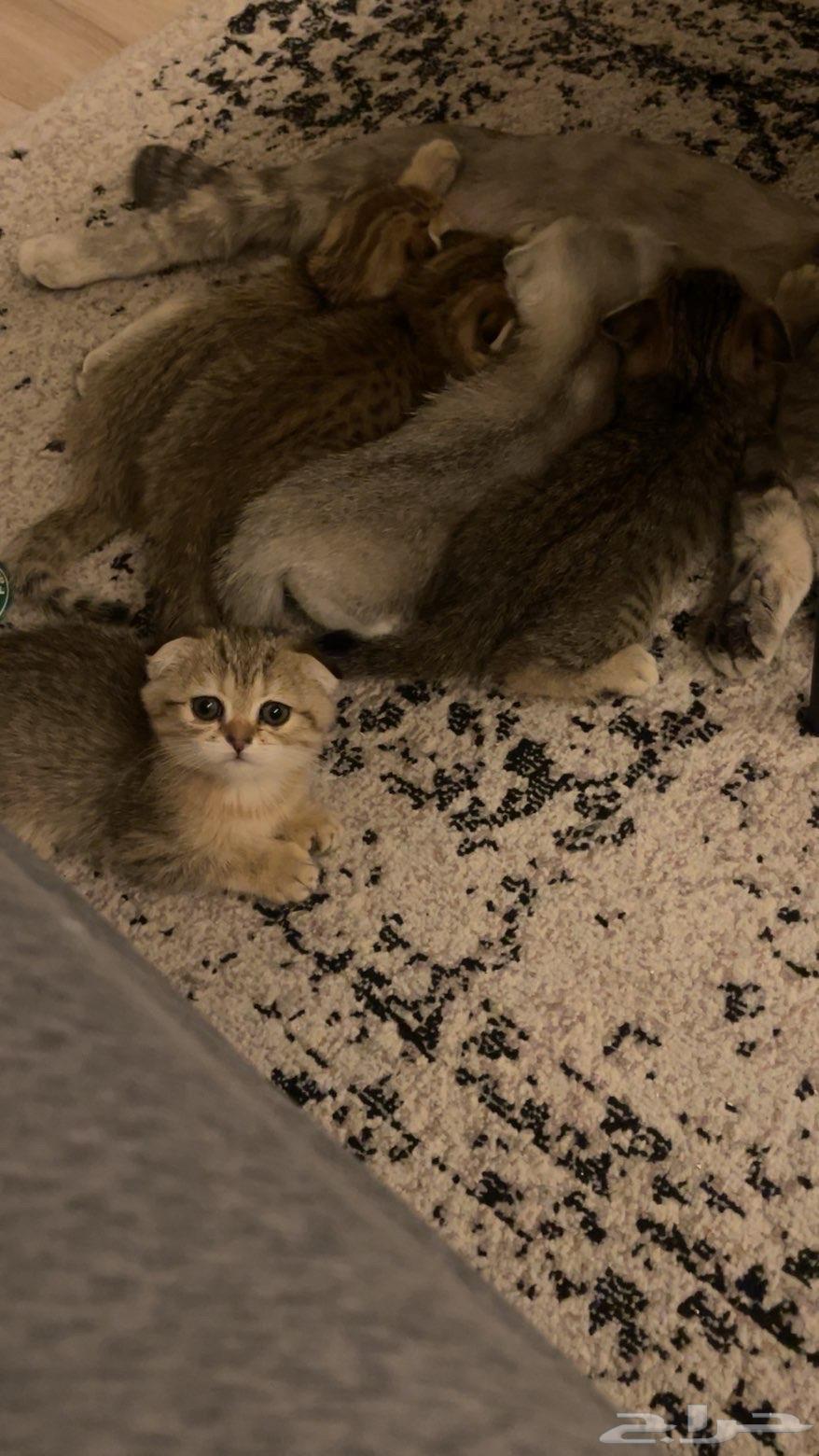 For sale 3 kittens, Scottish Fold double and triple, 60 days old64512964757121112