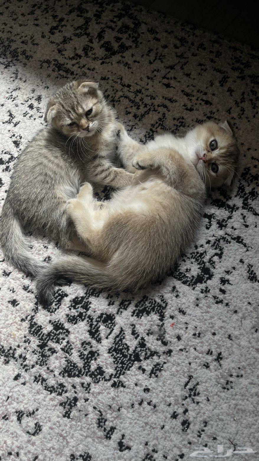 For sale 3 kittens, Scottish Fold double and triple, 60 days old64512964757121111
