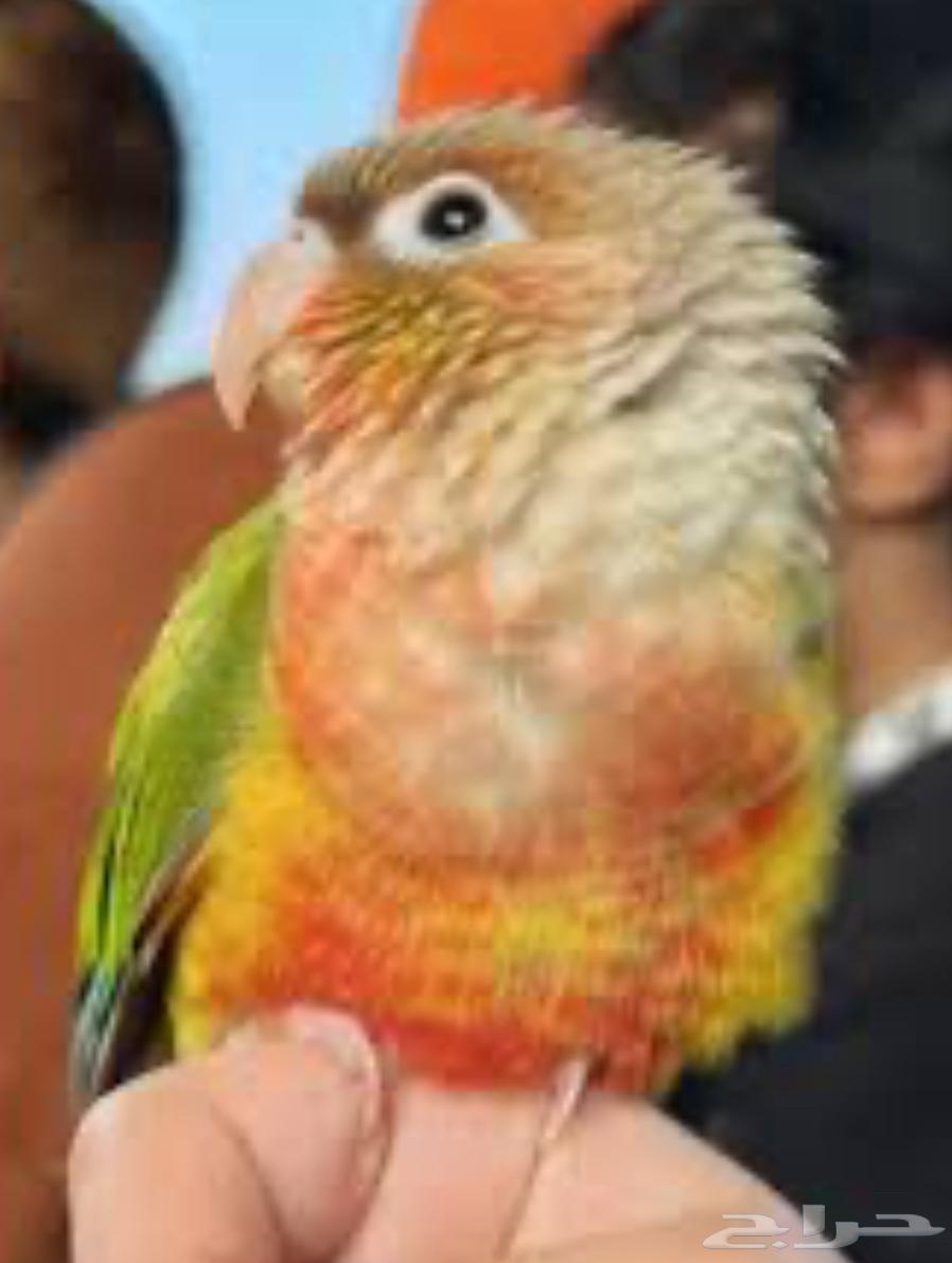 جوز كنيور64513866587266110