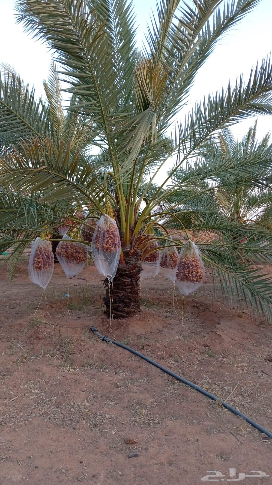 Borhia and Rashoudia Palm Trees64514969462017112