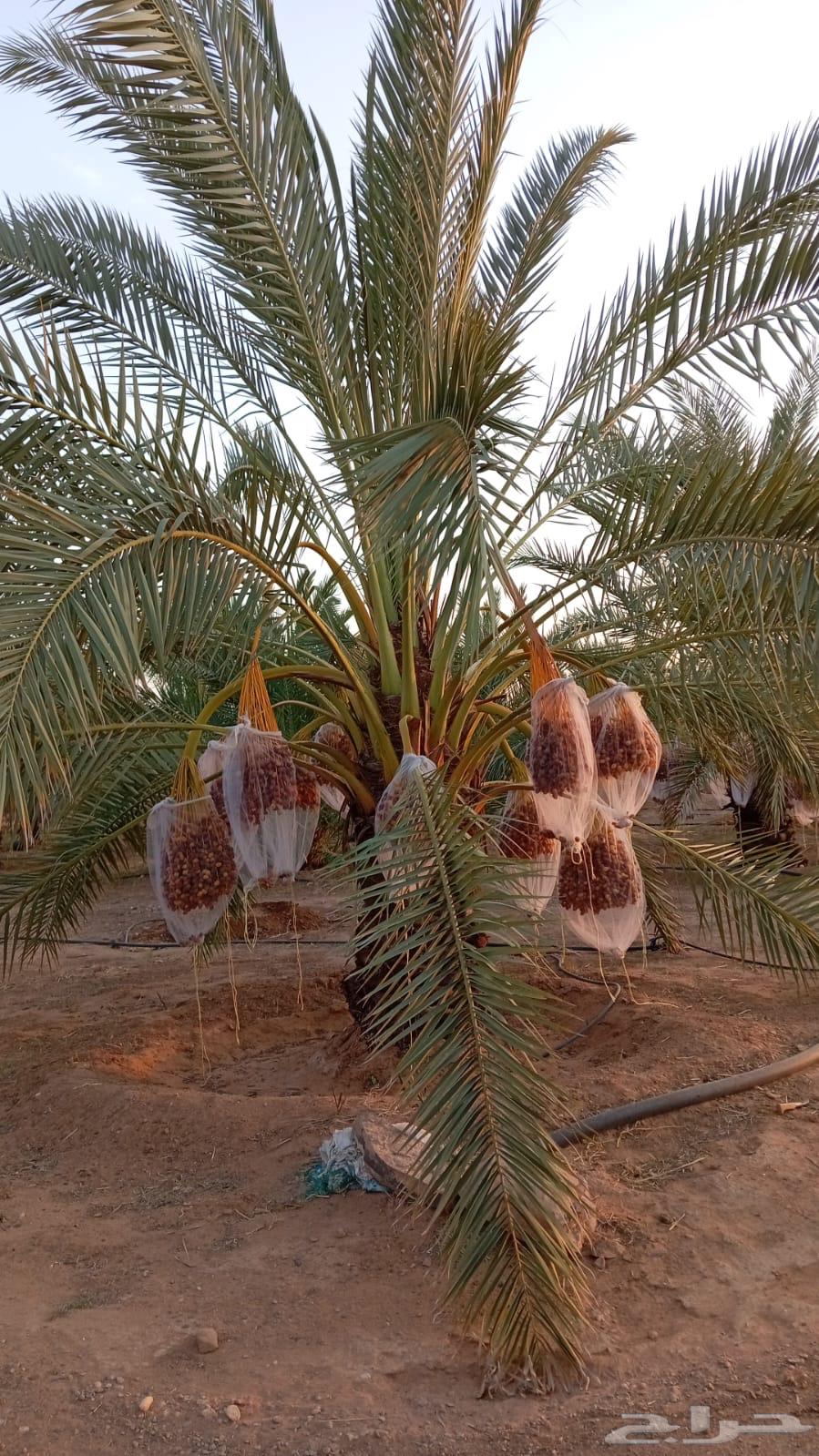 Borhia and Rashoudia Palm Trees64514969462017113