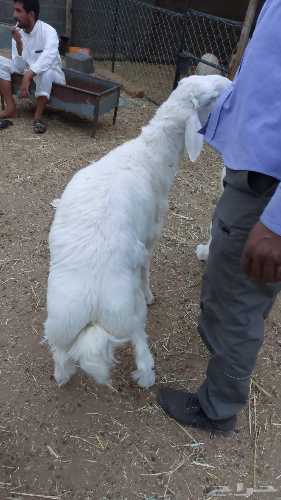 ملحمة ابو فيصل64513527316353114