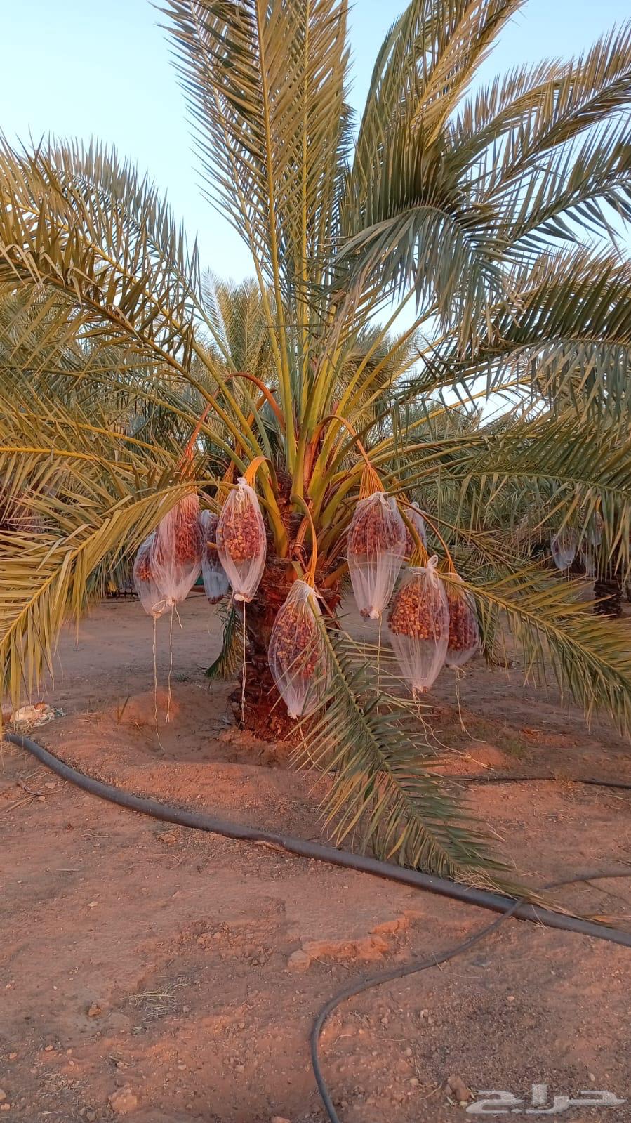 Borhia and Rashoudia Palm Trees64514969462017114
