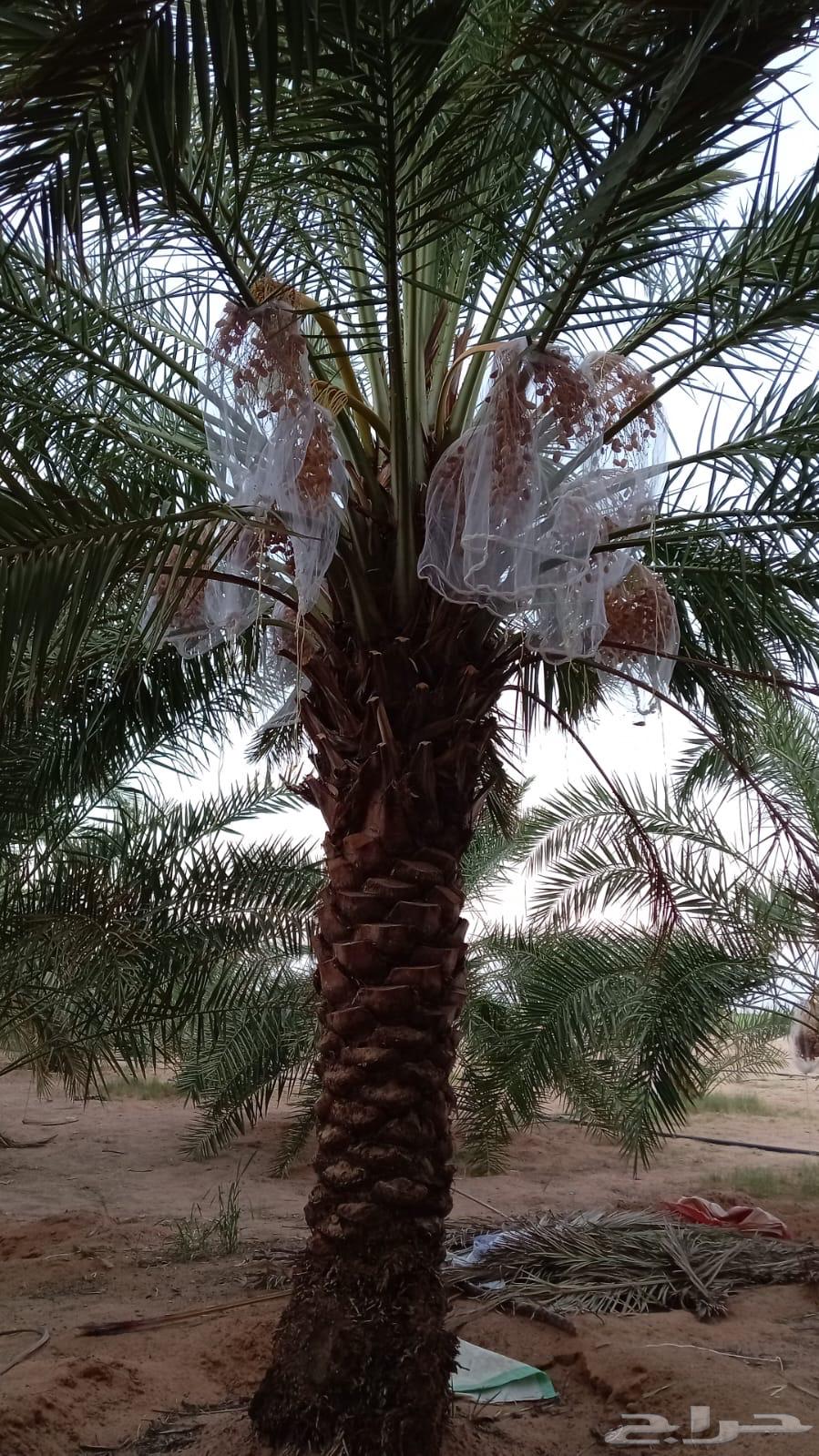 Borhia and Rashoudia Palm Trees64514969462017111