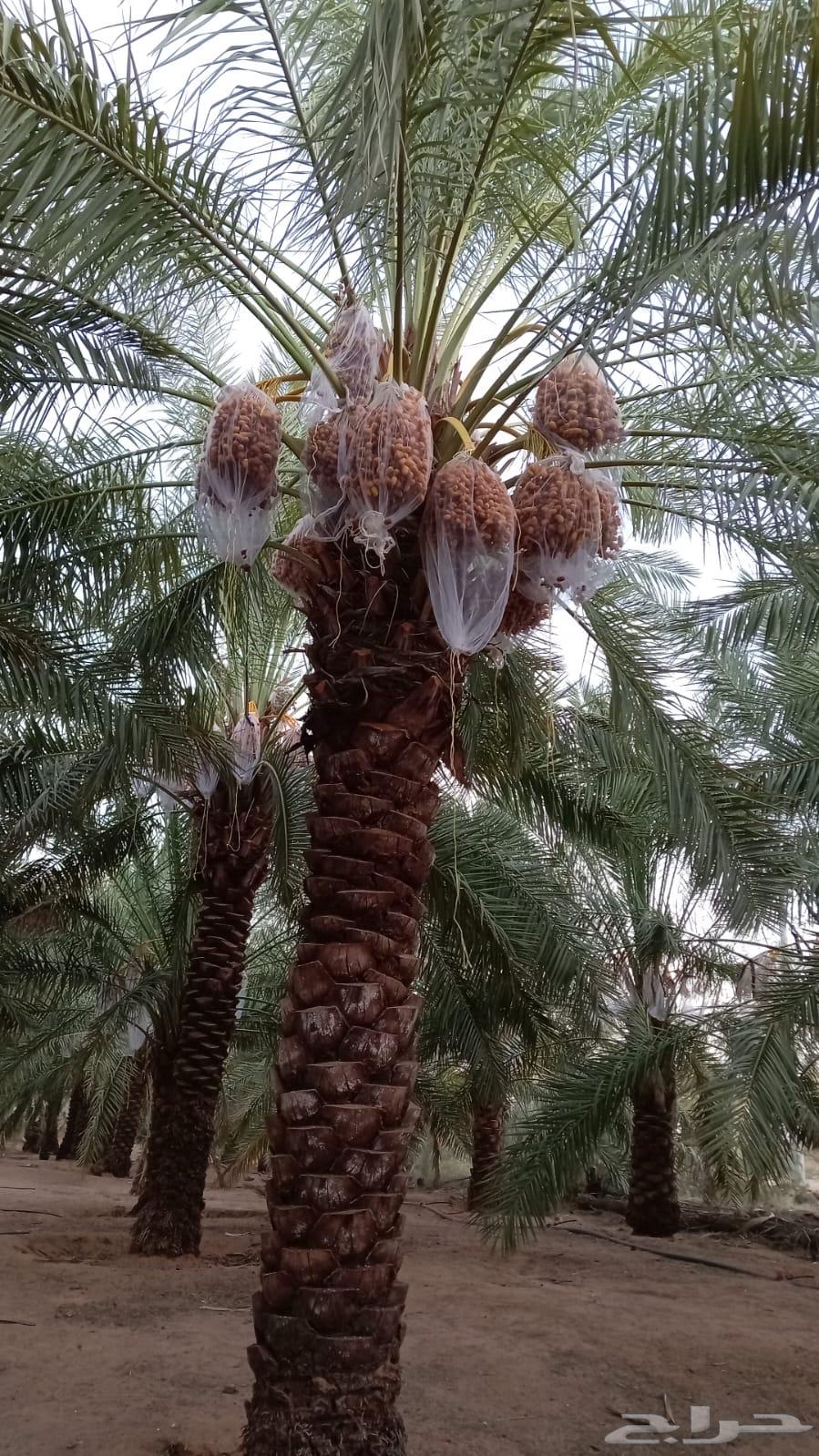Borhia and Rashoudia Palm Trees64514969462017110