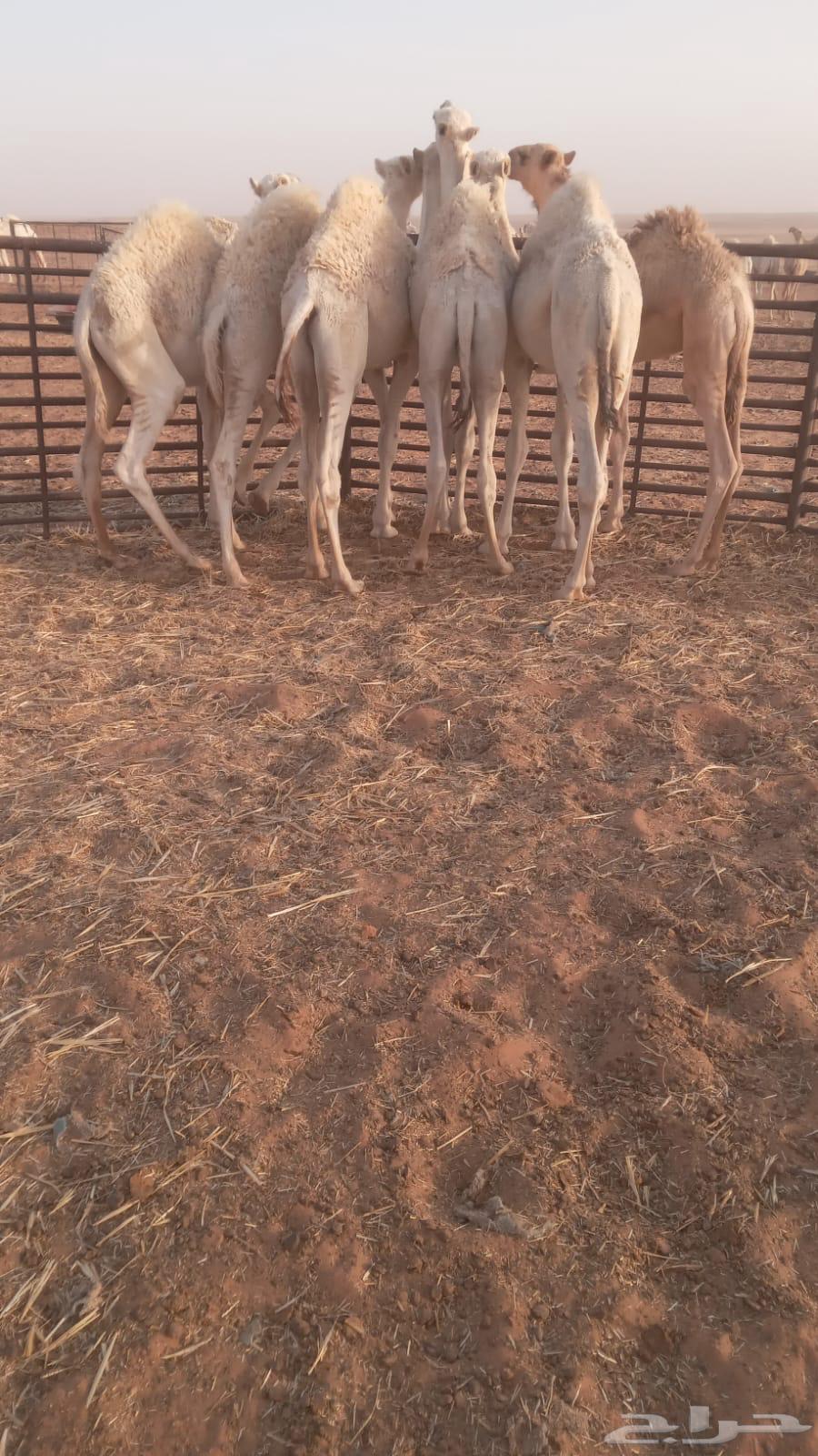 قعدان للبيع64512580713601110