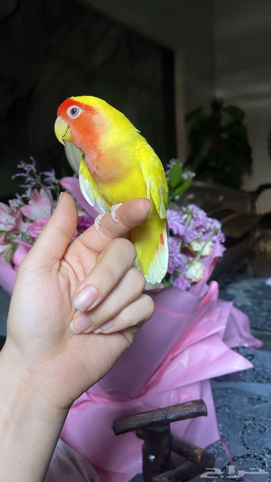 للبيع ببغاء الروز الأليف64517462948611114