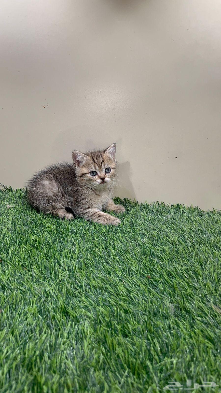 Scotch Street for sale at an attractive price64517076550403111