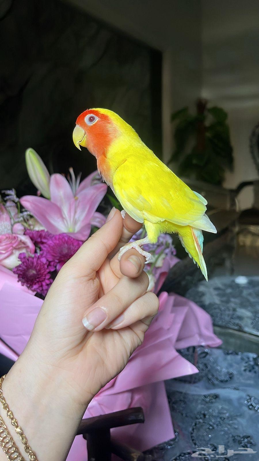 للبيع ببغاء الروز الأليف64514817158914114